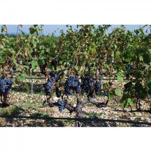 Grape Vines