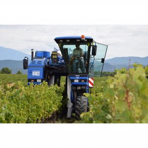 Grape Harvest