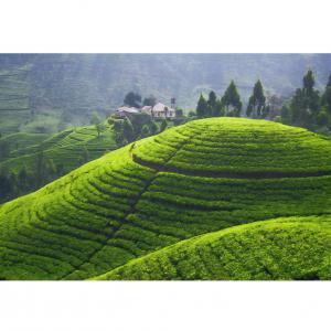 Tea Gardens 2