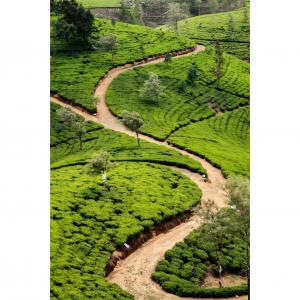 Tea Gardens 3