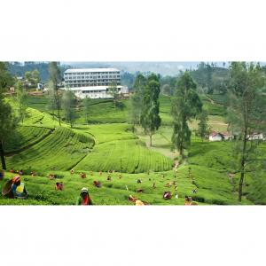 Tea Gardens 5